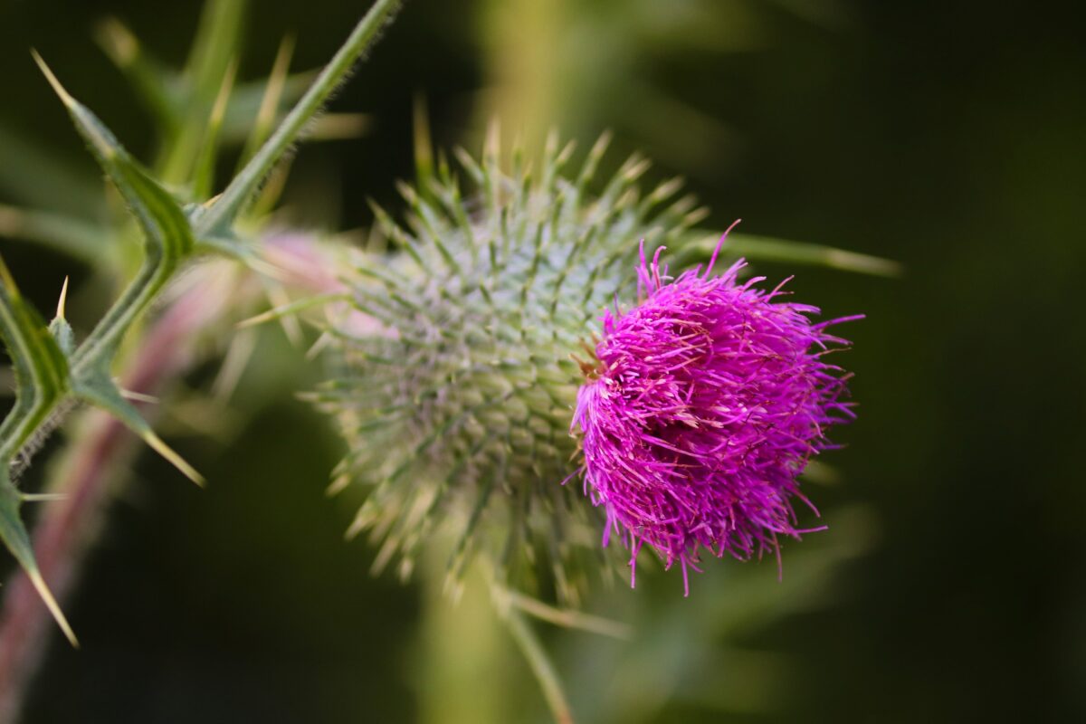 Thistle weed growth